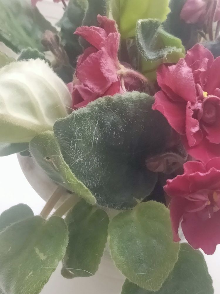 Photo #12767005
