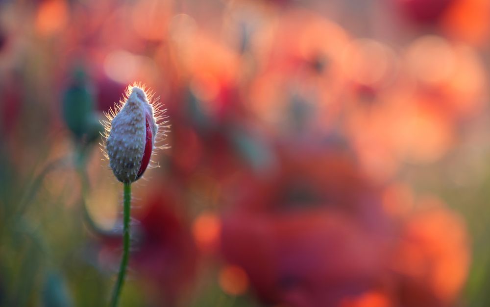 Фотография автора Наталья Белова