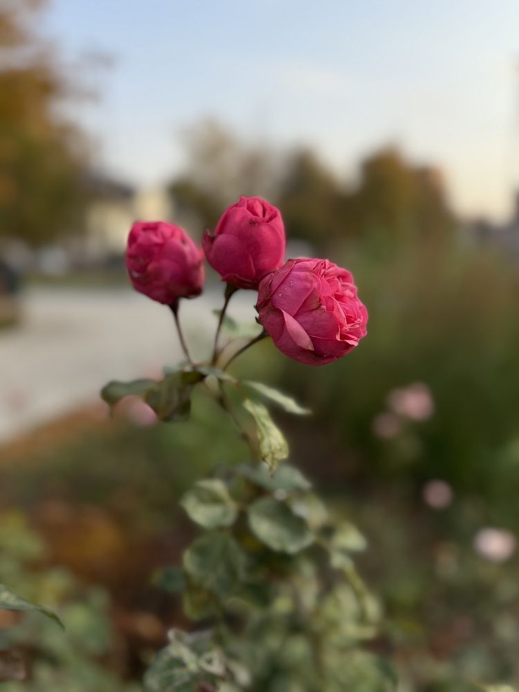 Photograph by Светлана