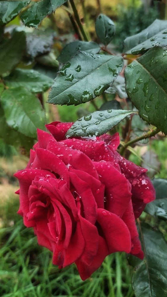 Photograph by Оксана Вадалагина