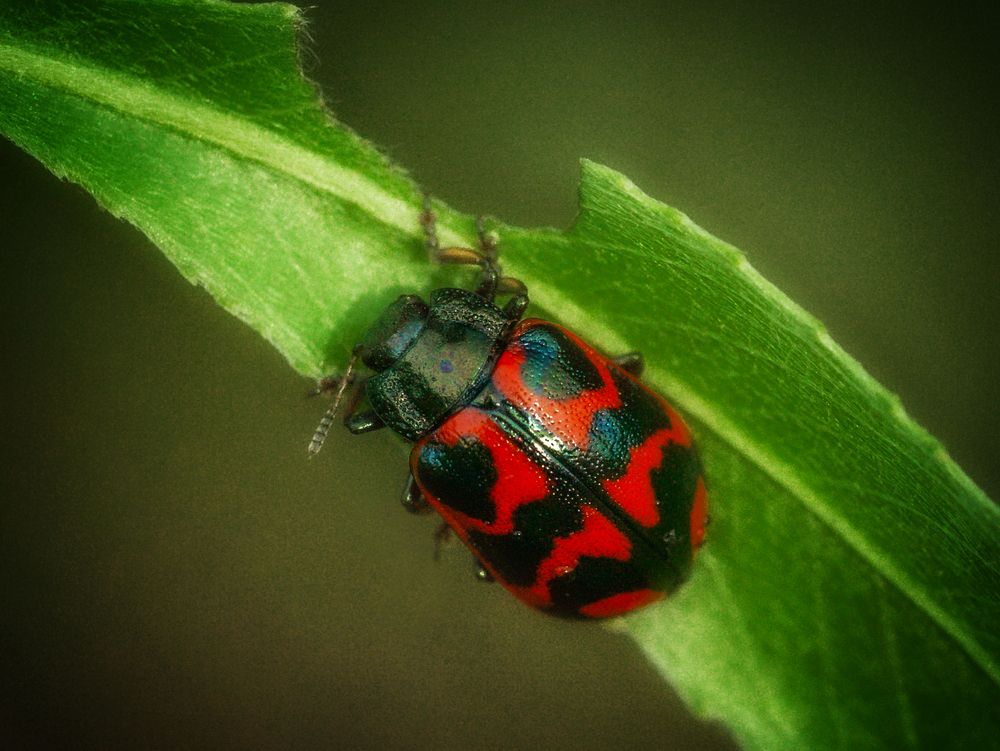 Photograph by Юлия Лушникова