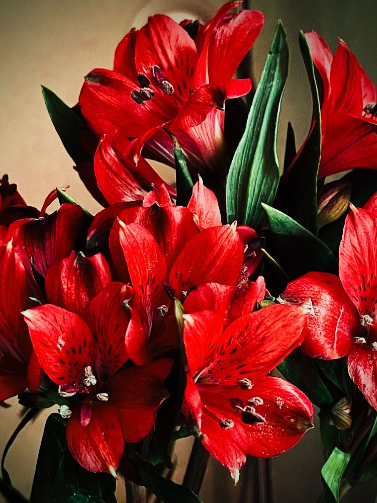 Фотография автора Елизавета Станкевич