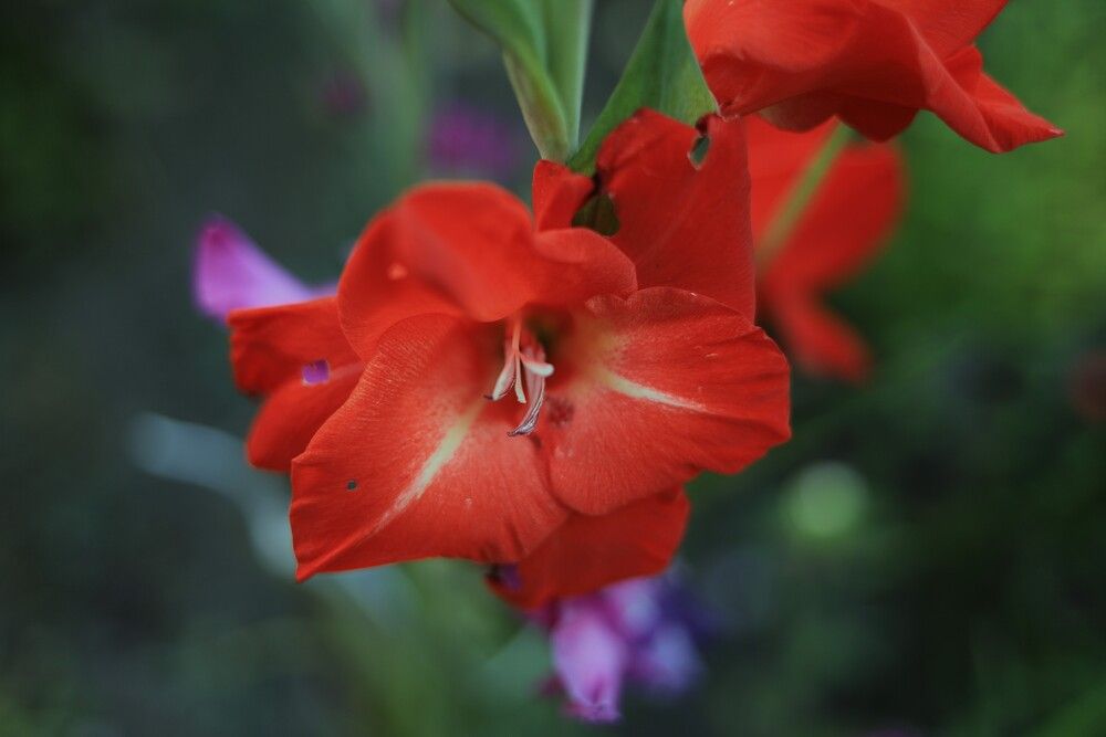 Photograph by Владимир Грибков