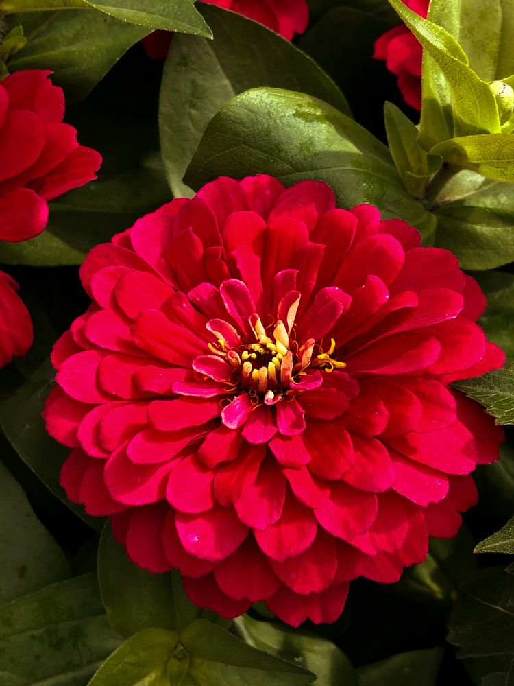 Фотография автора Елизавета Станкевич