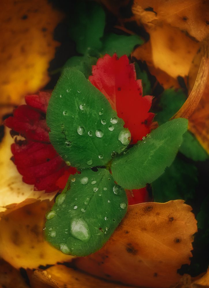 Photograph by Юлия Лушникова