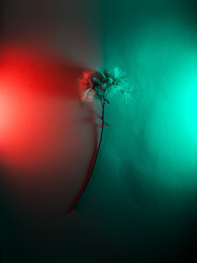 Photograph by Ася Жгенти