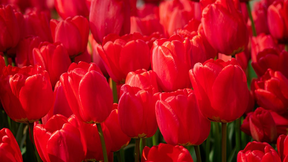 Фотография автора Boris Yakovlev