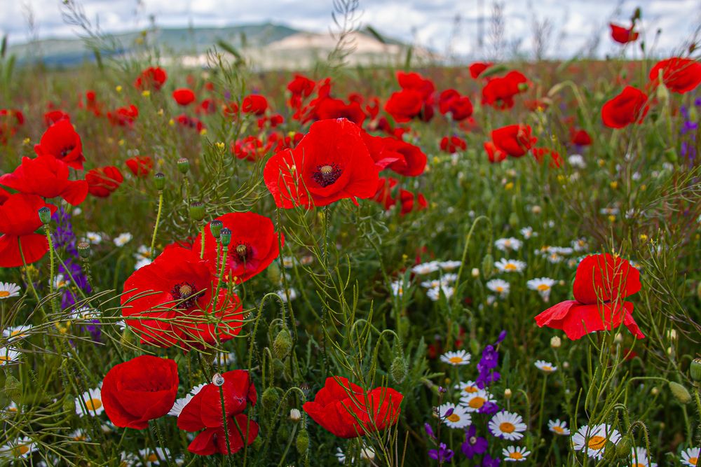 Photograph by Анатолий Мигов