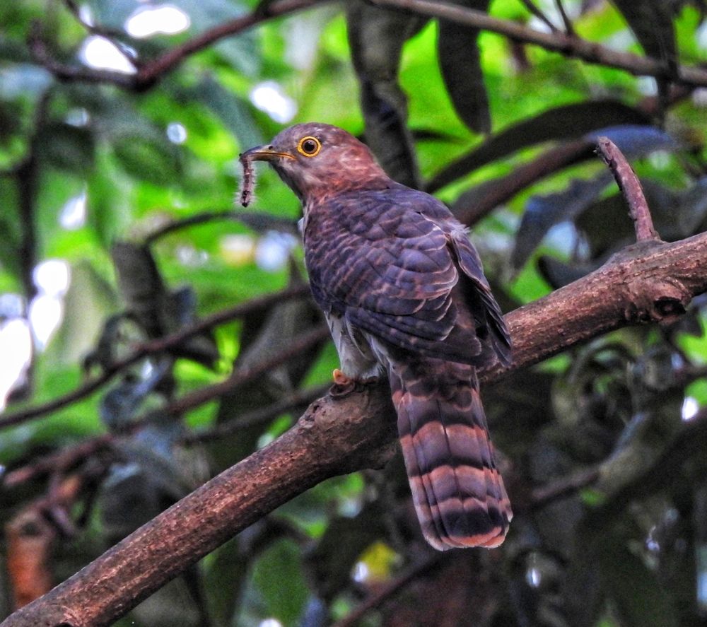 Photograph by SAYAK BHATTACHARJEE