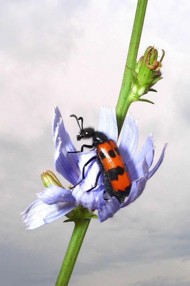 Фотография автора Александр Челмодеев