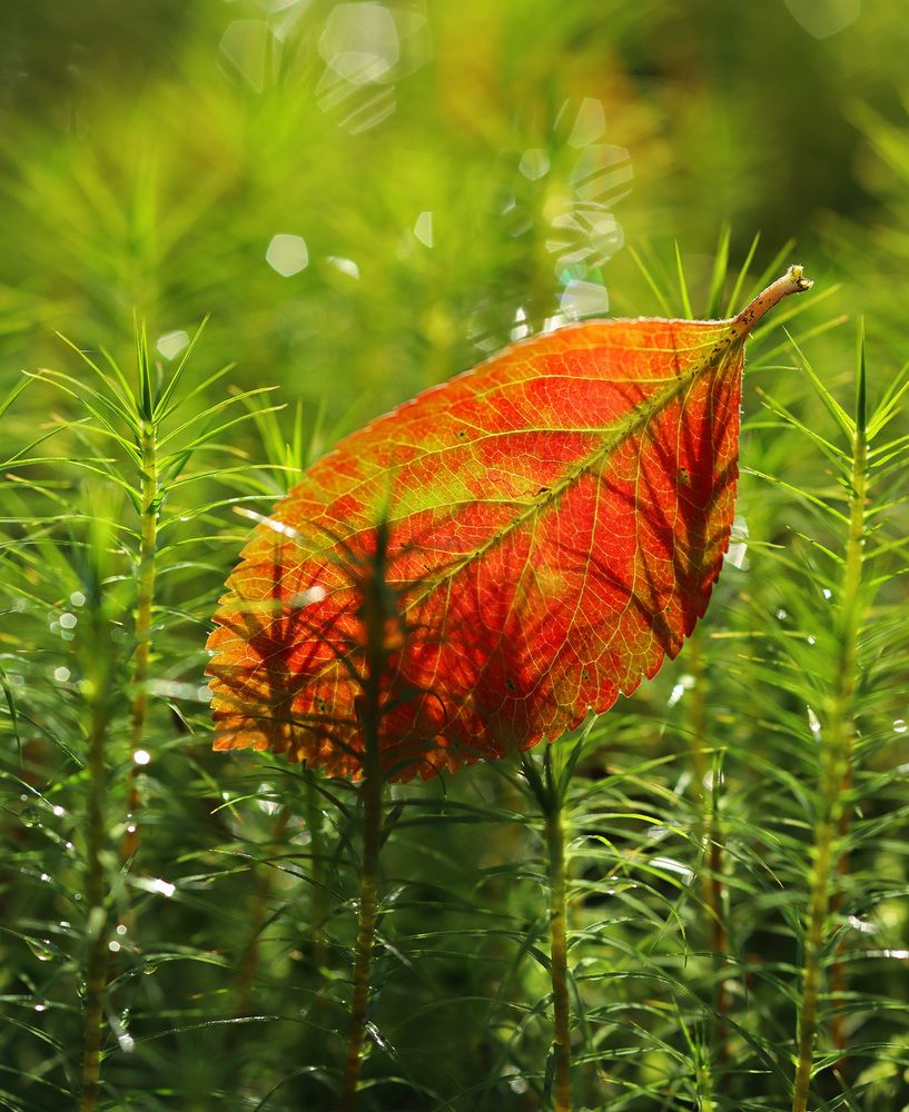 Photograph by Олег Фокин