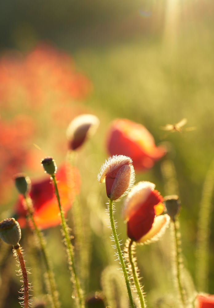Фотография автора Наталья Белова
