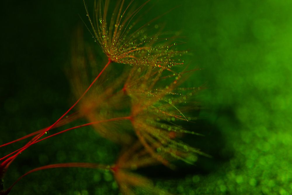 Photograph by John Doe