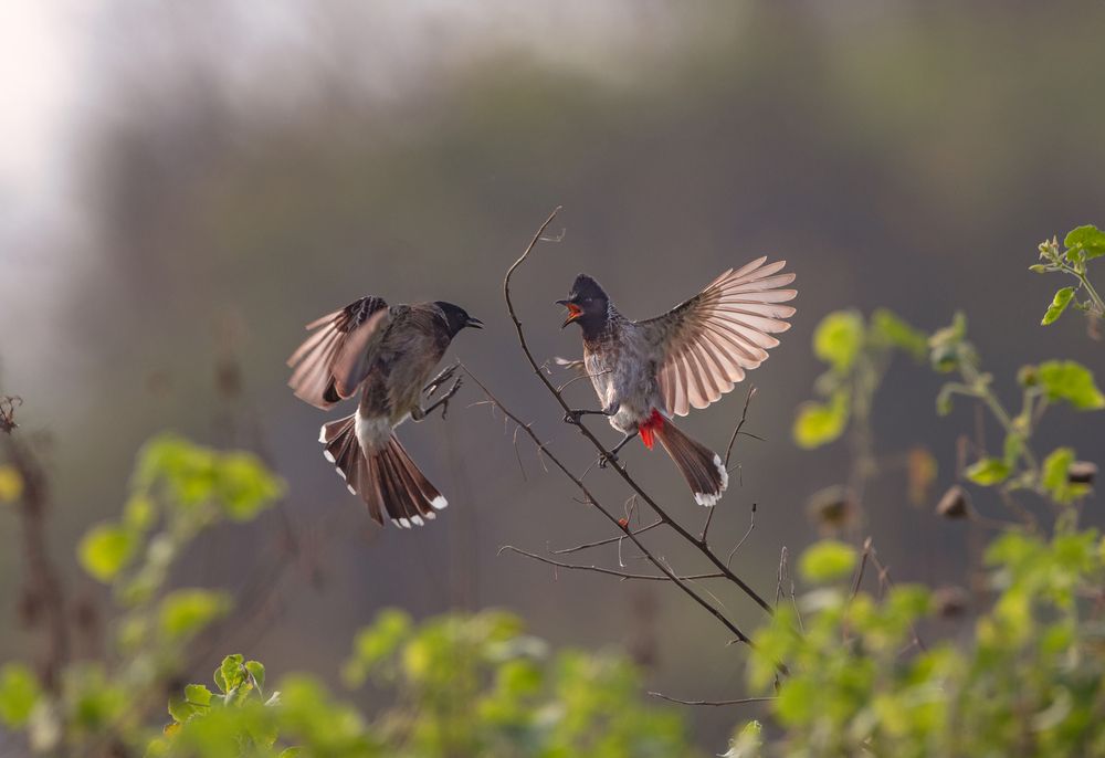 Photograph by G N RAJA