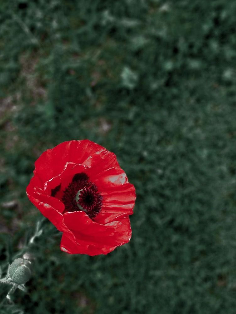 Photograph by Ирина