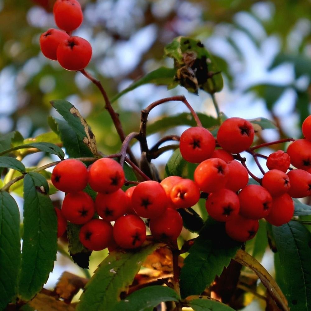 Ветка рябины