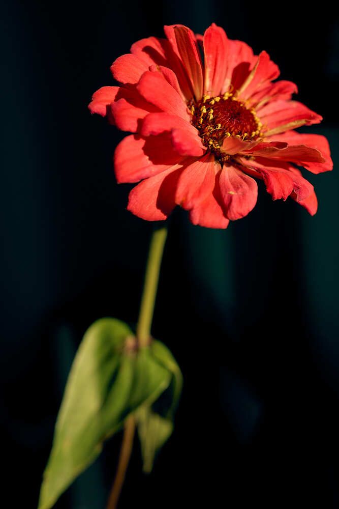 Photograph by Лидия Баженова