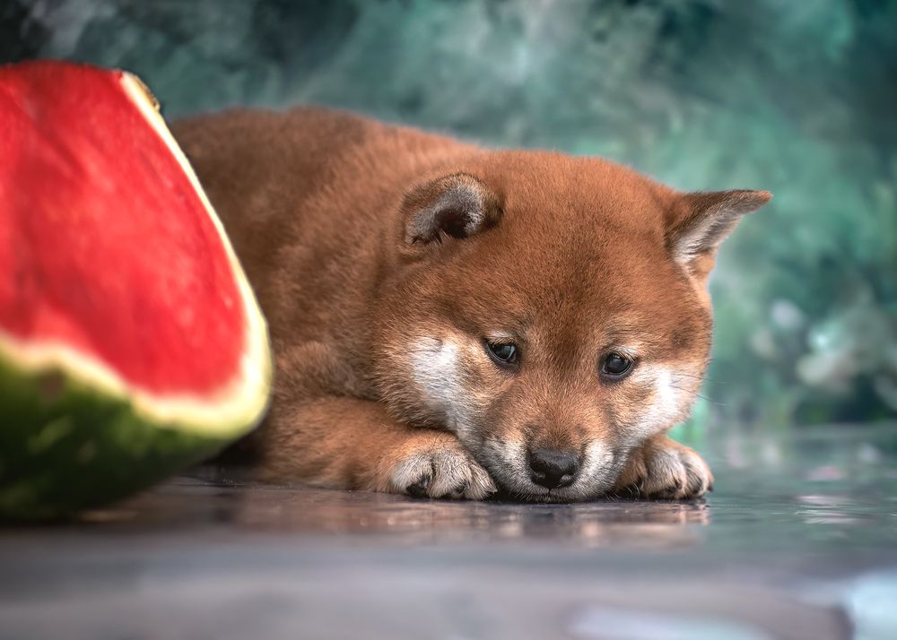 Фотография автора Ольга Фомичева