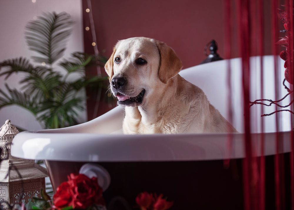 Фотография автора Ольга Фомичева