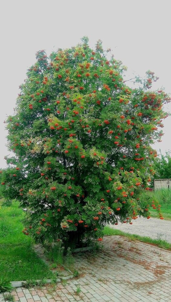 Photograph by Светлана Поспелова