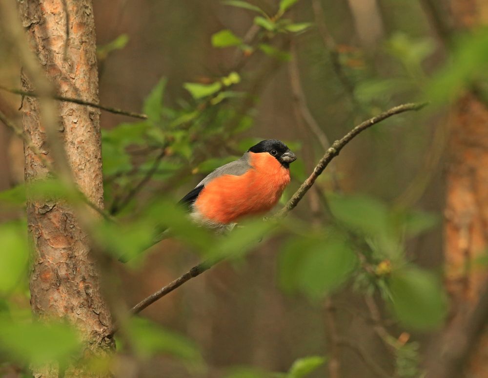 Фотография автора Юрий Кетель