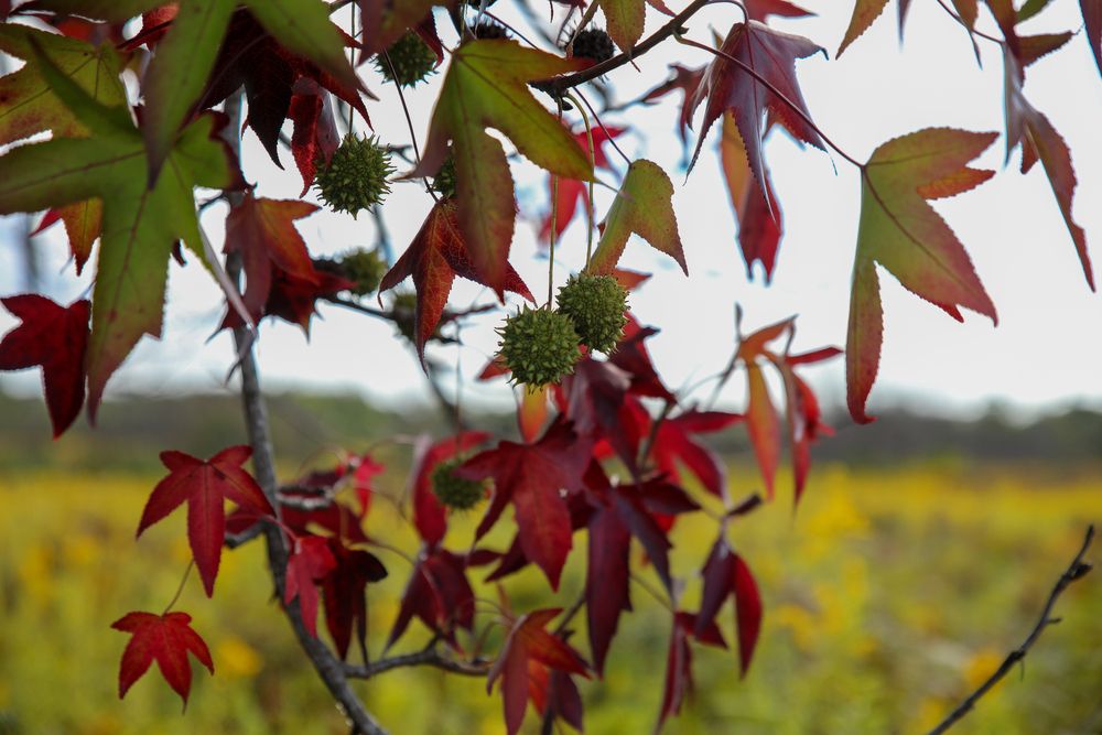 Photograph by Елена Данченко