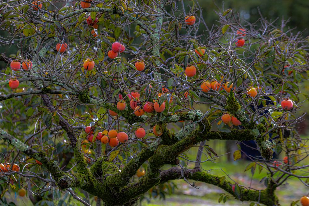 Photograph by Елена Данченко
