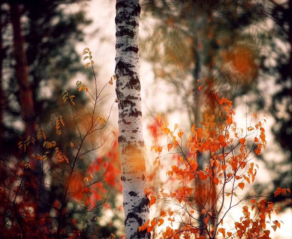 Фотография автора Сухенко Олег