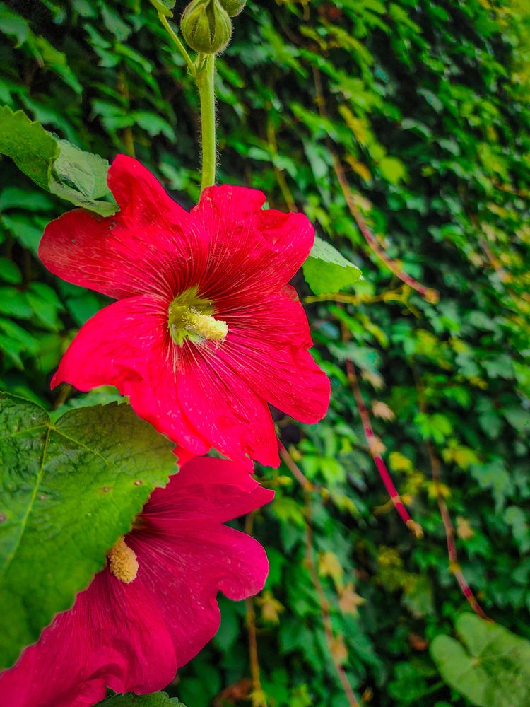 Фотография автора Evgeniy Shabanov