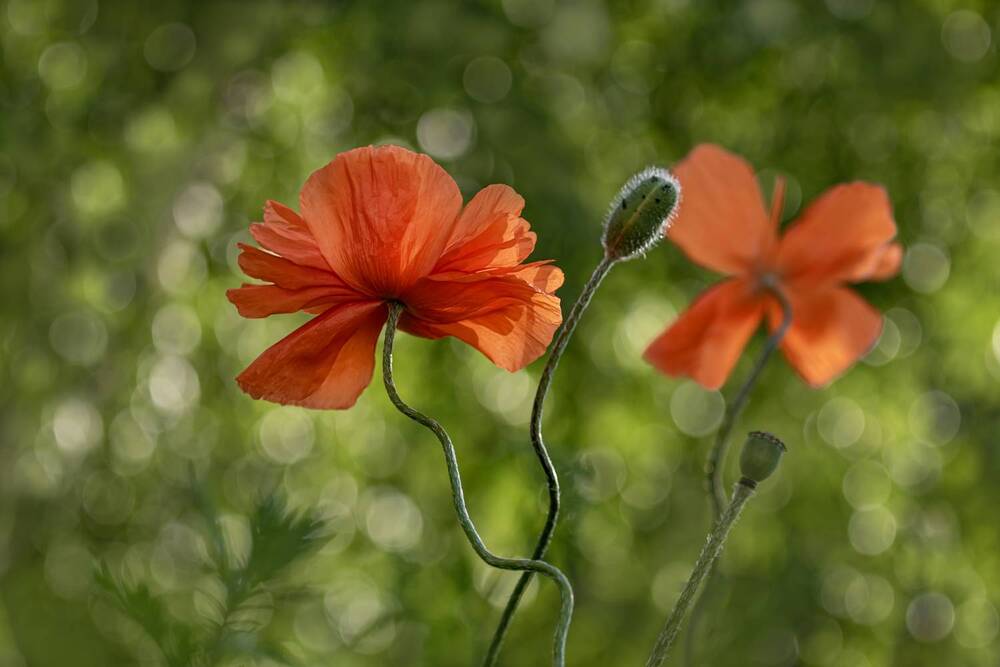 Photograph by Юлия Куликова