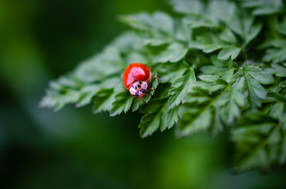 Photograph by Анастасия Кашенко