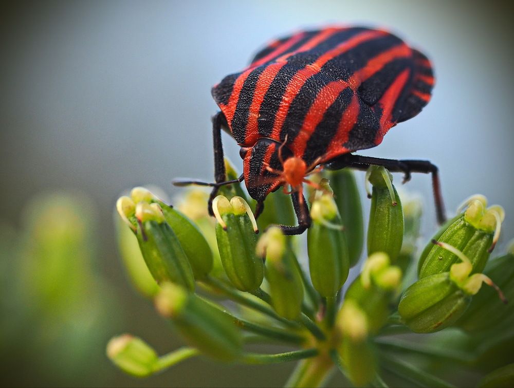 Щитник линейчатый.