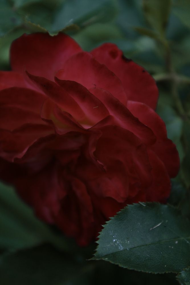 Photograph by Анастасия Псарёва