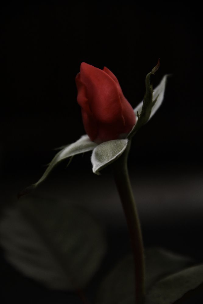 Photograph by Анастасия Псарёва