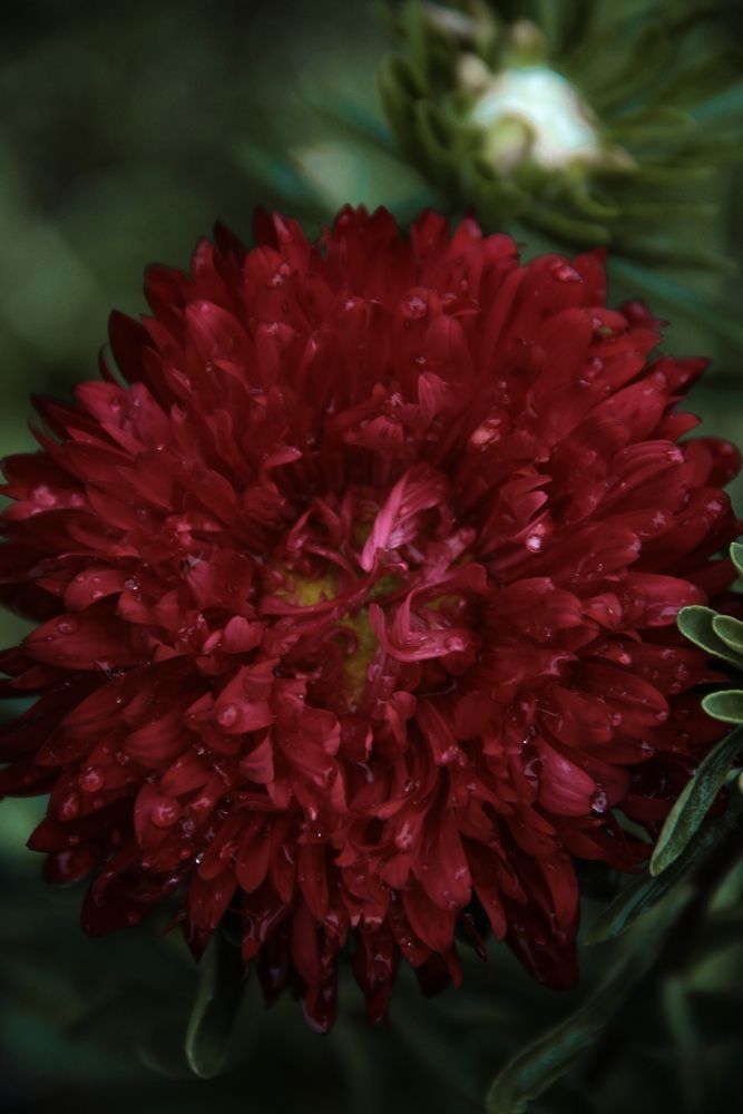 Photograph by Анастасия Псарёва