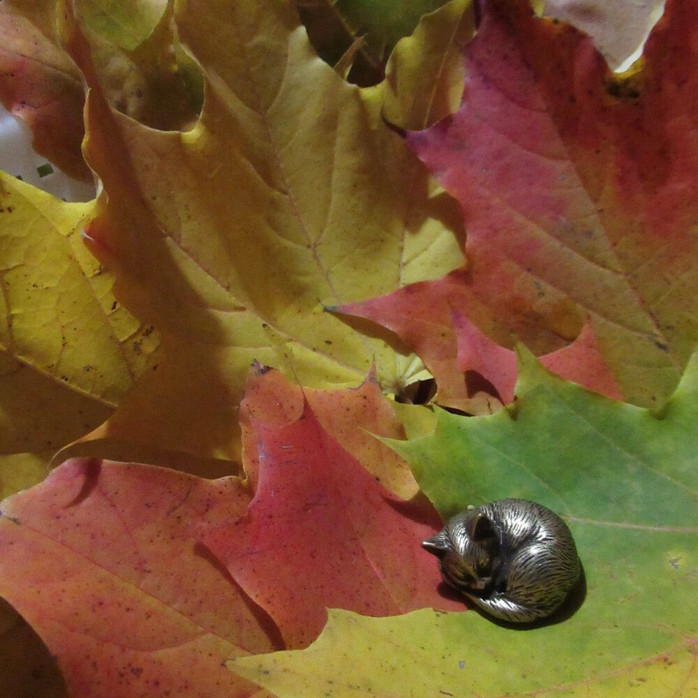 Photograph by Ирина Шведчикова