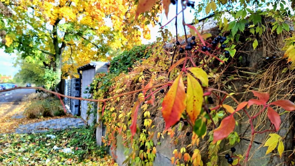 Фотография автора Rafał Piekarski