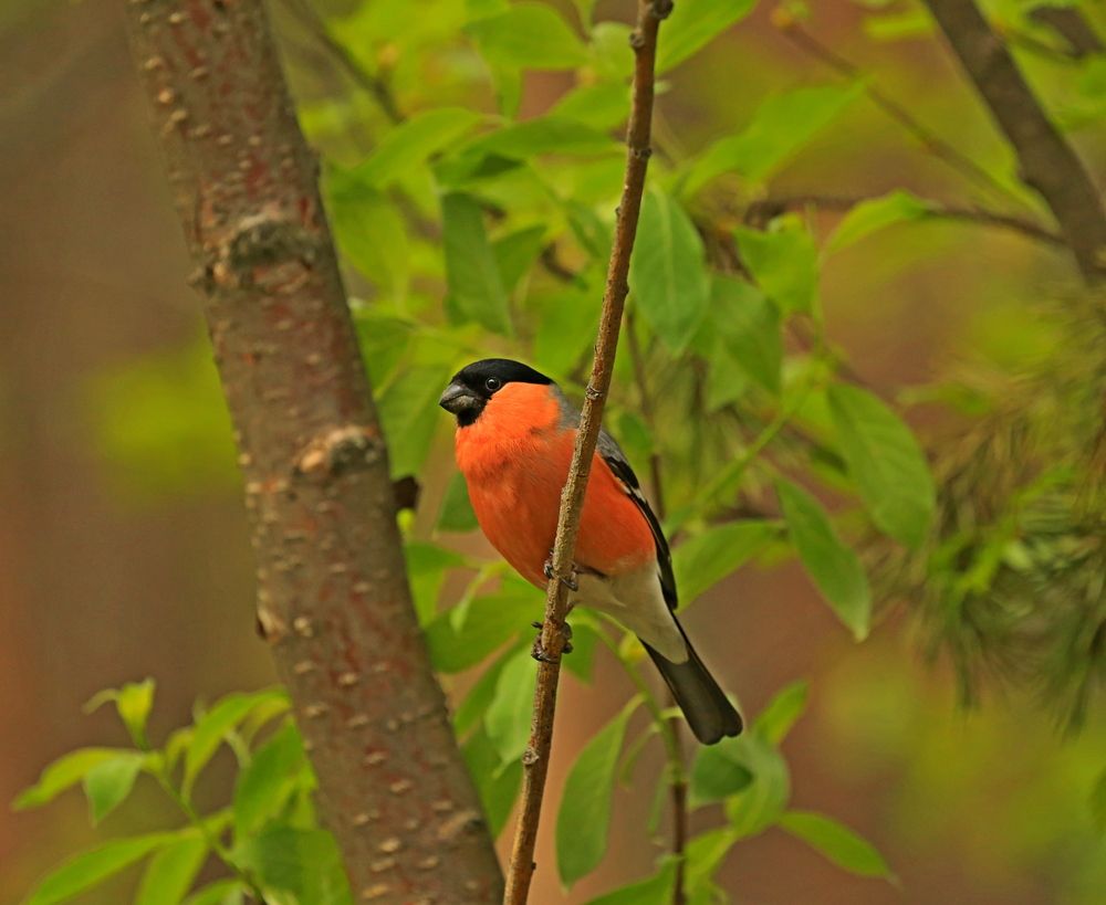 Фотография автора Юрий Кетель
