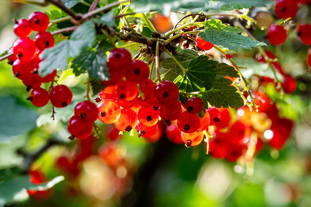 Photograph by Мария Новоселецкая