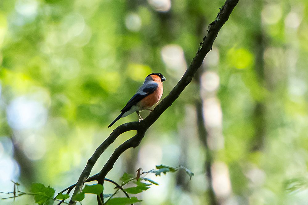 Photograph by Мария Новоселецкая