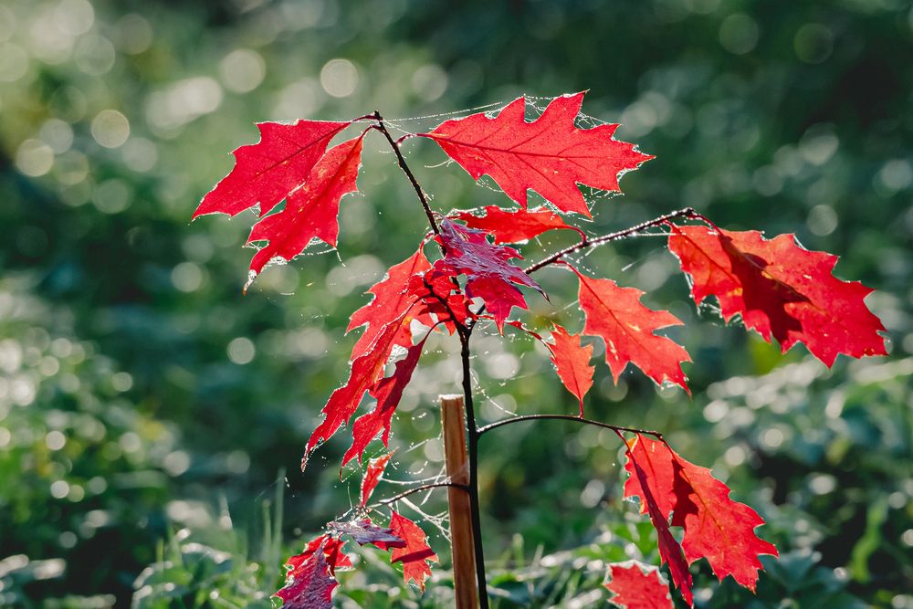 Photograph by Мария Новоселецкая