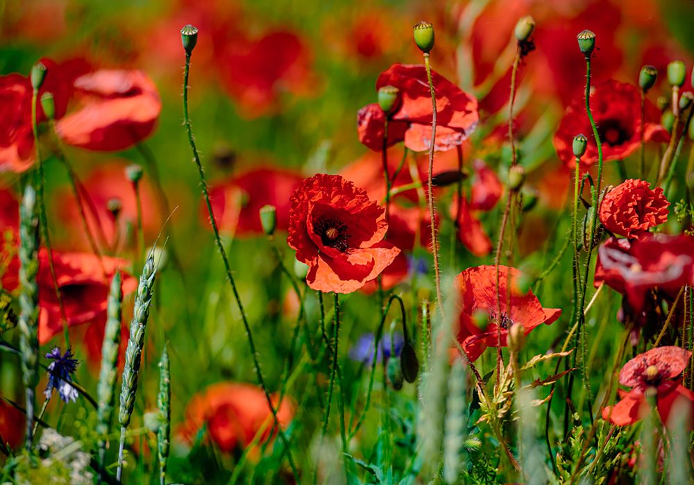 Photograph by Мария Новоселецкая