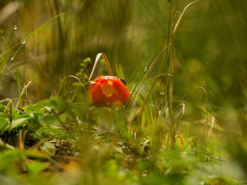Фотография автора Борис Журавлёв
