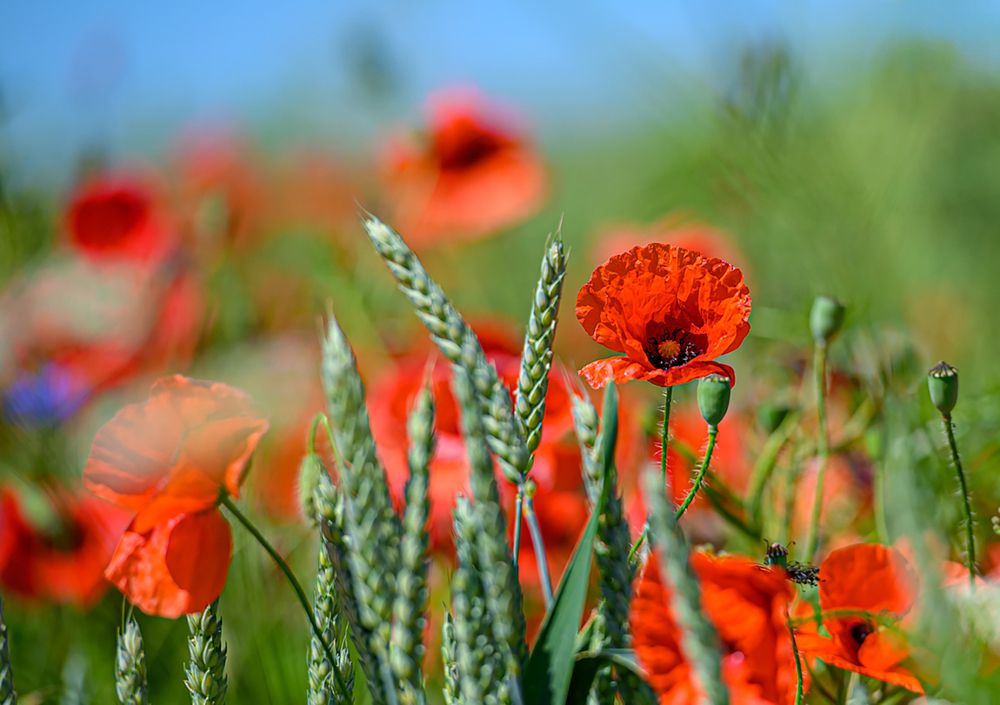 Photograph by Мария Новоселецкая