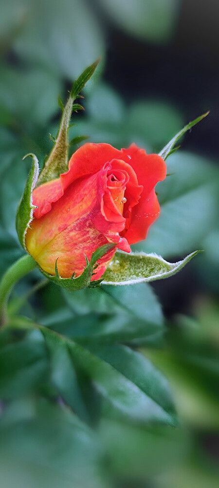 Photograph by Алла Холодова