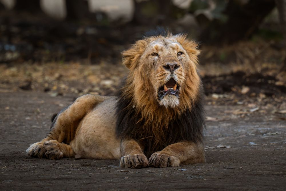 Photograph by Narayanan Iyer