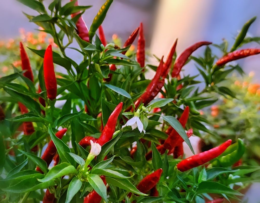 Photograph by Алла Холодова