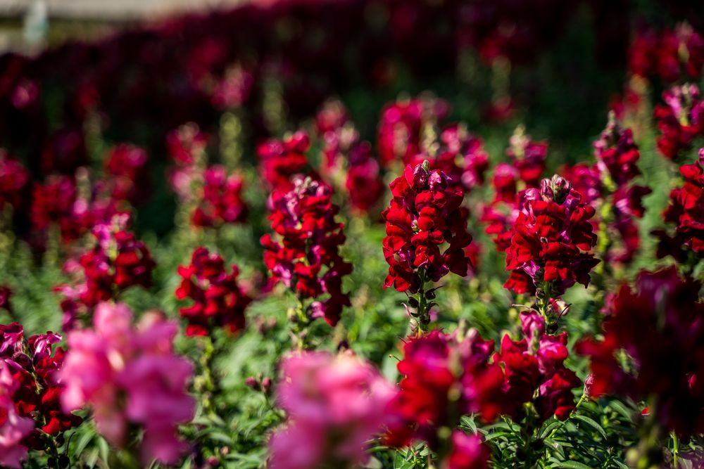 Фотография автора Василиса Новикова