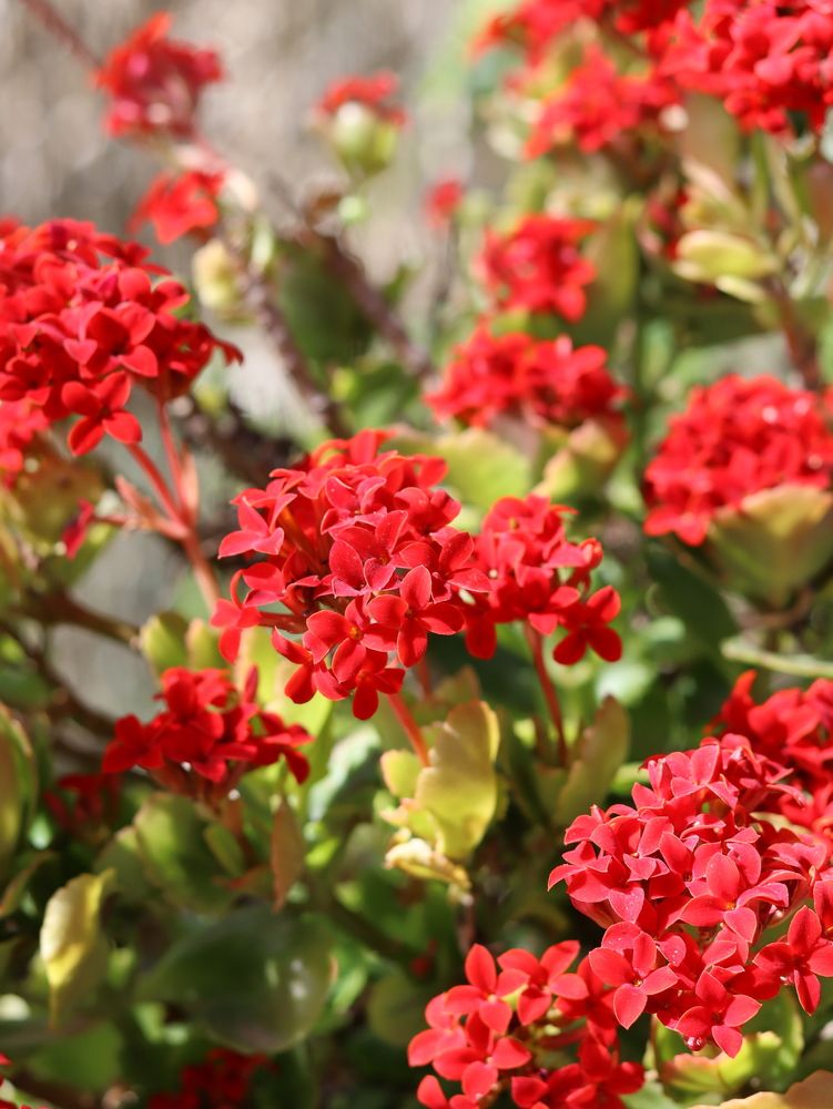 Photograph by Natalya Sedina