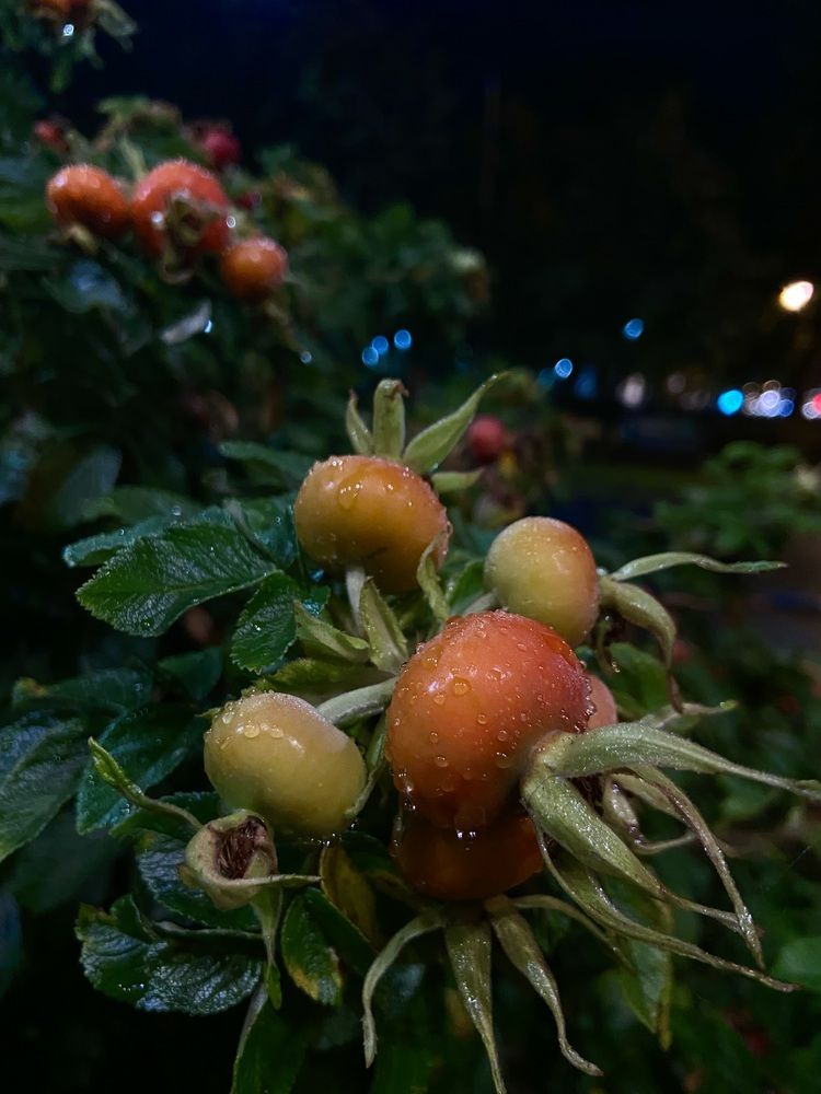 Photograph by Эллина Арденн